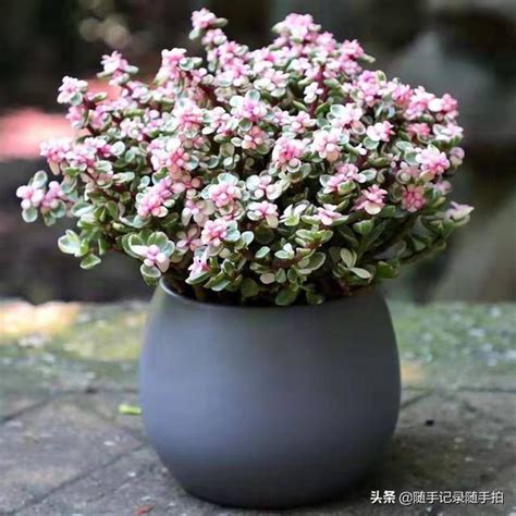 金枝玉葉植物|馬齒莧樹:馬齒莧樹也叫樹馬齒莧；又名金枝玉葉 樹、。